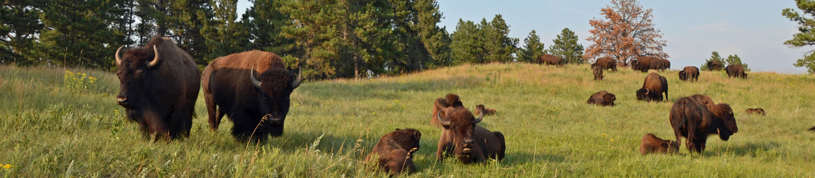 Buffalo in South Dakota